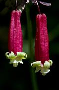 Firecracker Plant, Dichlostemma ida-maia.jpgFirecracker Plant, Dichlostemma ida-maia